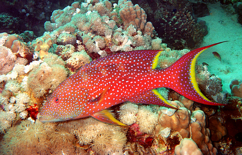 Variola louti (Forsskål, 1775)