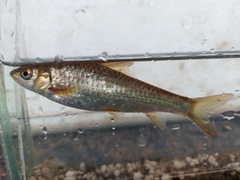 Labeobarbus marequensis