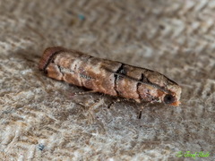 Blastesthia tessulatana