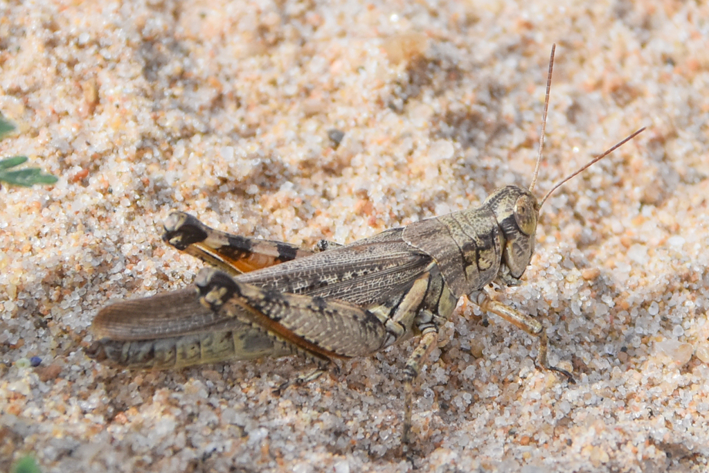 Striped Sand Grasshopper