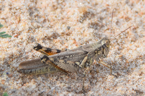 Striped Sand Grasshopper