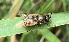 Stratiomys singularior
