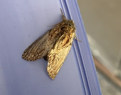 Peridea basitriens