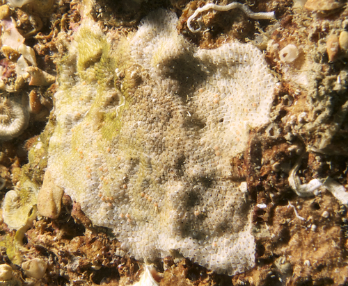 Representative image of Figularia