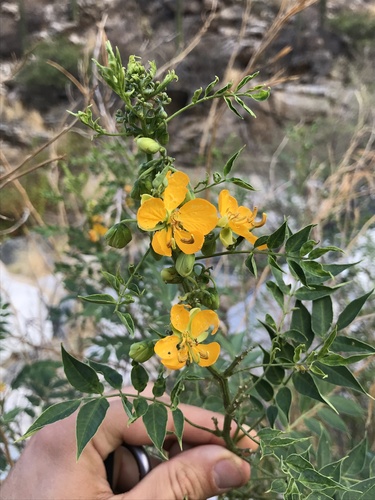 Senna hirsuta iNat (2)