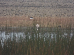 Phoenicopterus chilensis