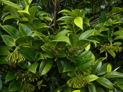 Marcgravia lineolata