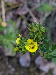 Potentilla bimundorum