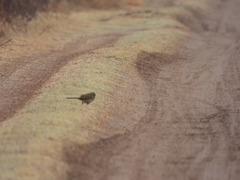 Embernagra platensis