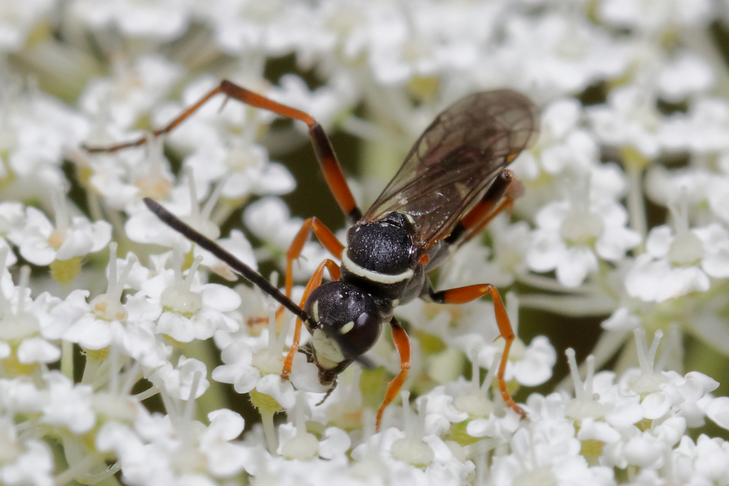 Ceropales pallida