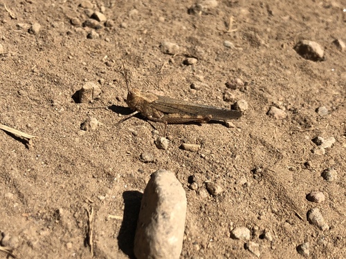 iNaturalist observation photo of Crackling Forest Grasshopper