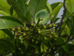 Marcgravia lineolata