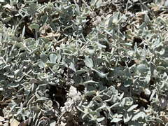 Atriplex barclayana