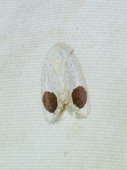 Sphragifera sigillata