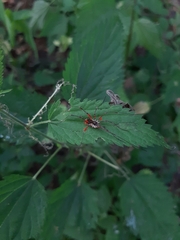 Mitopus morio