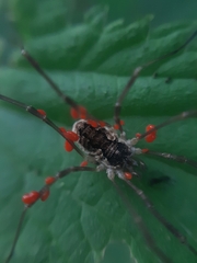 Mitopus morio