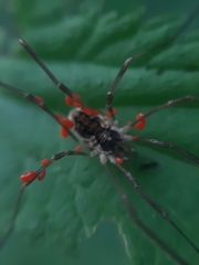 Mitopus morio