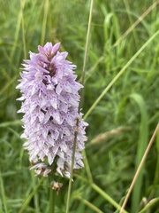 Dactylorhiza fuchsii