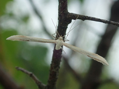 Hellinsia osteodactylus