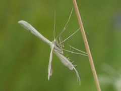 Hellinsia osteodactylus