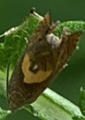 Dichrorampha alpinana