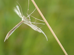 Hellinsia osteodactylus