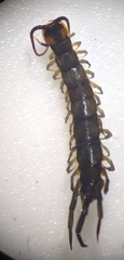 Lithobius muticus