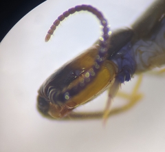 Lithobius muticus