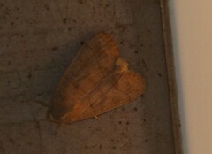 Ipimorpha pleonectusa