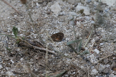 Pyronia cecilia