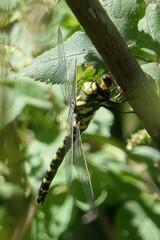 Cordulegaster insignis