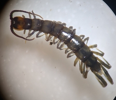 Lithobius muticus