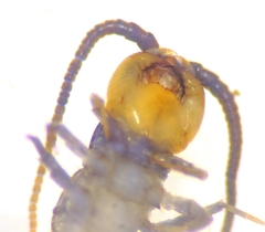 Lithobius muticus
