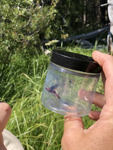 iNaturalist observation photo of Ichneumonid Wasps