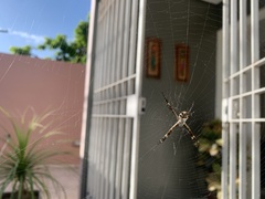 Argiope argentata