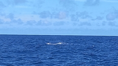 Physeter macrocephalus