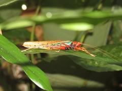 Eumacroxiphus brachyurus