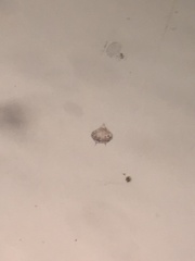 Protoperidinium