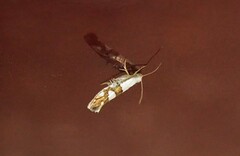 Argyresthia oreasella