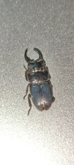 Aegus chelifer