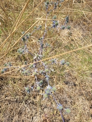 Eryngium creticum