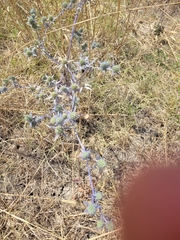 Eryngium creticum