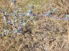 Eryngium creticum