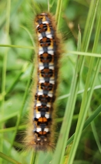 Phyllodesma ilicifolia