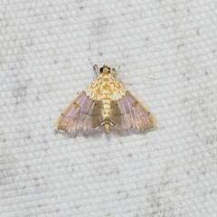 Agrotera nemoralis