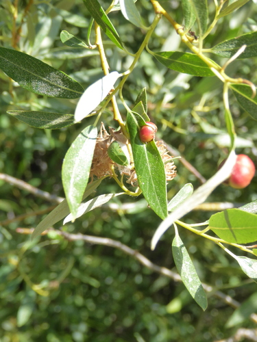 iNaturalist observation photo of Willow Apple Gall Sawfly