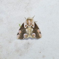Thyatira batis