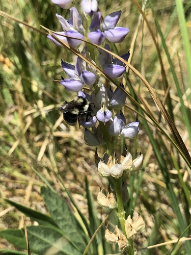 iNaturalist observation photo of Nearctic Bumble Bee