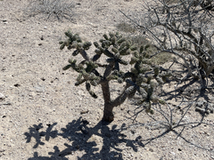 Cylindropuntia cholla