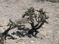 Cylindropuntia cholla